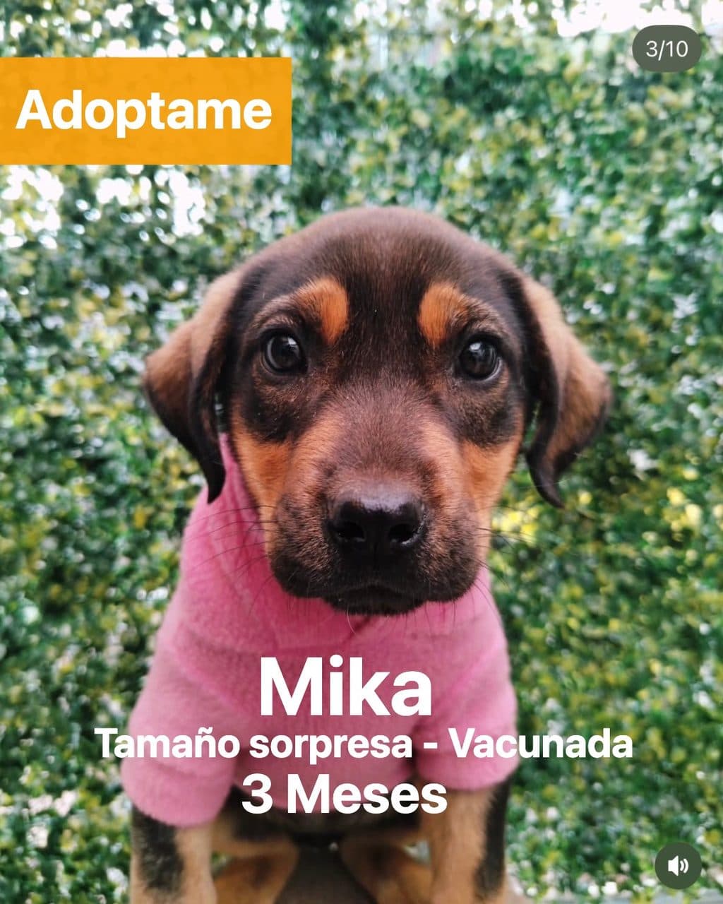 Mika